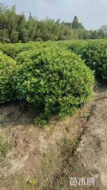 冠幅120厘米海桐球