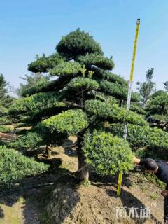 移栽苗造型罗汉松