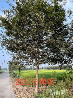 28公分榉树