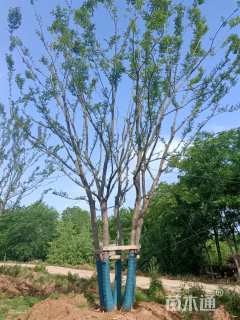 40公分(4杆)丛生朴树