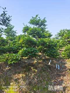 高度150厘米茶梅