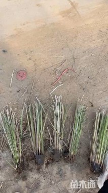 高度80厘米紫芒