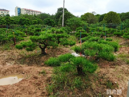 高度300厘米黑松