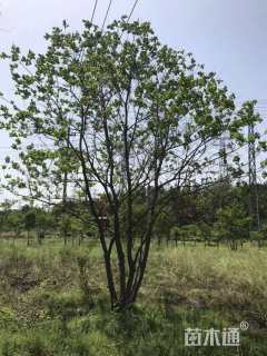 50公分(3杆)丛生乌桕