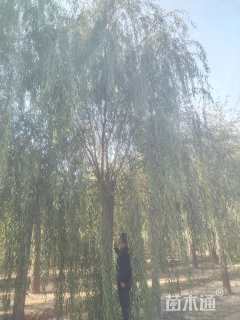 30公分垂柳