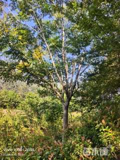 20公分黄山栾树