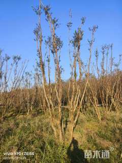高度700厘米丛生紫薇