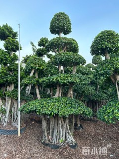 30公分造型小叶榕