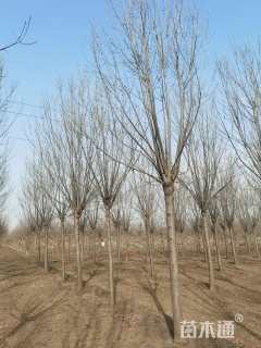 16公分速生白蜡