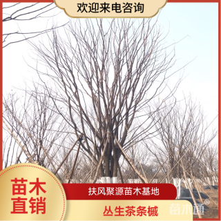 高度600厘米丛生茶条槭