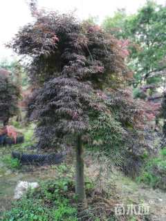 高度300厘米羽毛枫