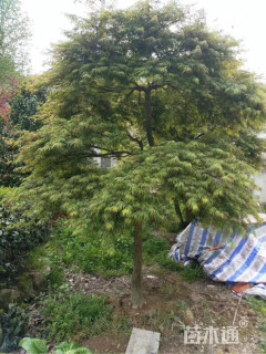 高度500厘米羽毛枫