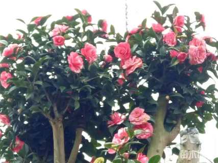 高度3000厘米茶花