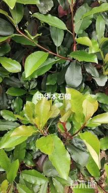 高度200厘米中华石楠