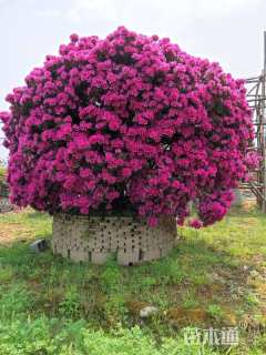 20公分垂丝海棠