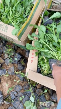 高度15厘米大花滨菊