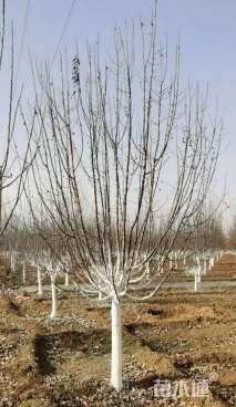 10公分光辉海棠