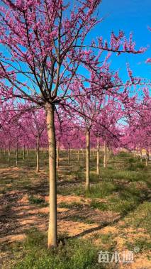 高度450厘米紫荆