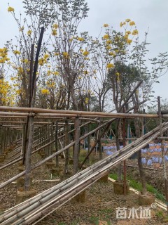 10公分黄花风铃木