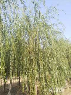 15公分西湖垂柳