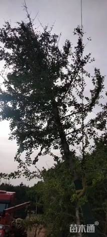 20公分嫁接银杏