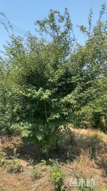 高度300厘米丛生鸡爪槭