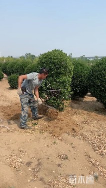 高度200厘米大叶黄杨