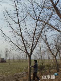 20公分嫁接银杏