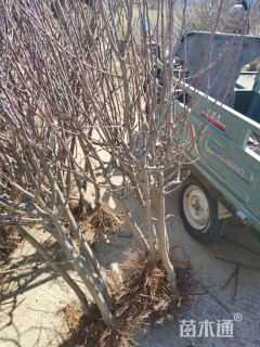 12公分八棱海棠