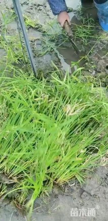 高度80厘米旱伞草