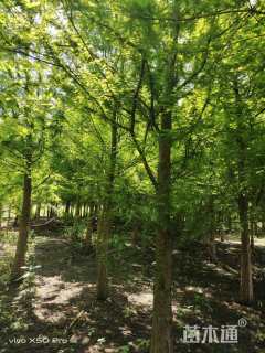 12公分墨西哥落羽杉