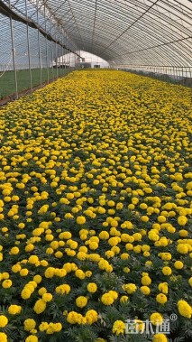 高度20厘米万寿菊