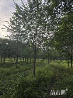 25公分流苏树
