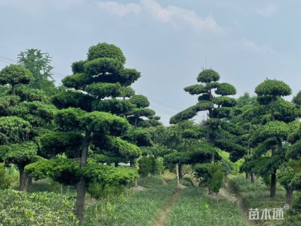 原生苗造型罗汉松