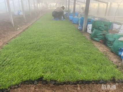 高度4.5厘米青绿苔草