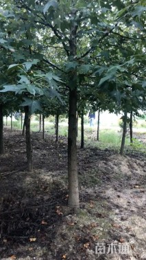 12公分北美枫香