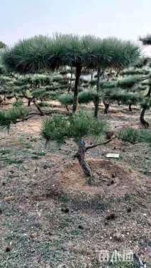 15公分造型黑松