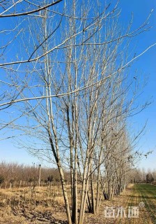 高度800厘米丛生白蜡