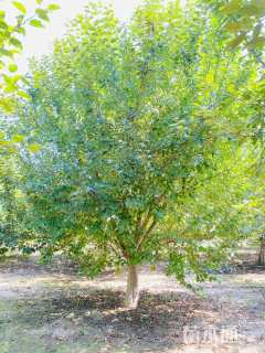 22公分道格海棠