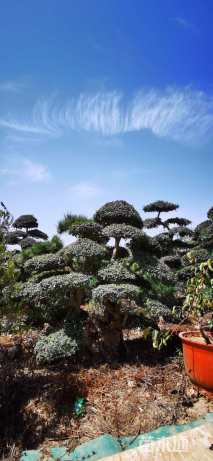 50公分造型对节白蜡