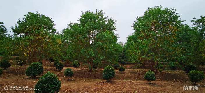 50公分(4杆)丛生乌桕