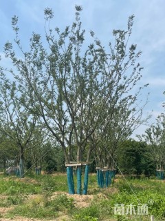 18公分丛生朴树