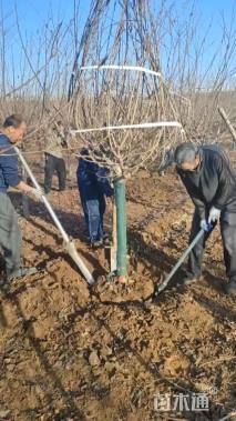 8公分染井吉野樱