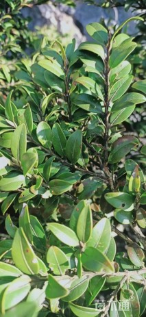 高度450厘米瓜子黄杨