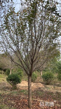 15公分日本晚樱