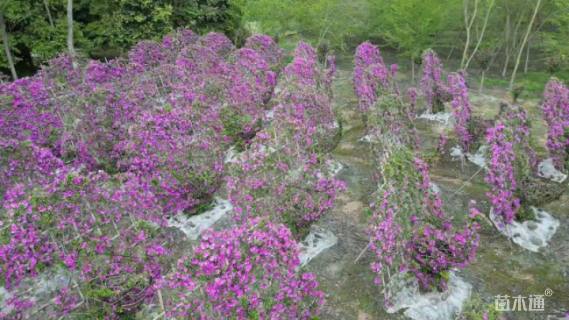 高度300厘米杜鹃