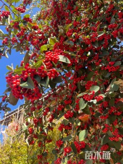 高度400厘米大叶荀子