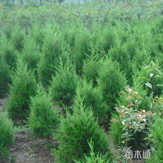 高度80厘米蜀桧