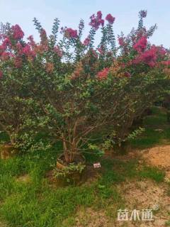 高度220厘米丛生小叶紫薇