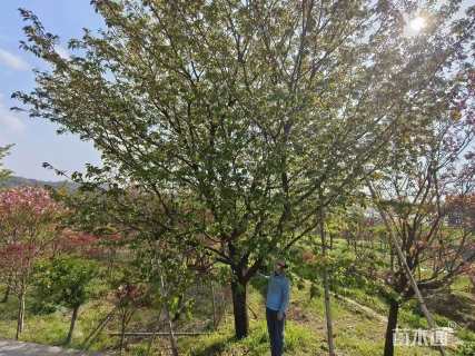 26公分日本早樱